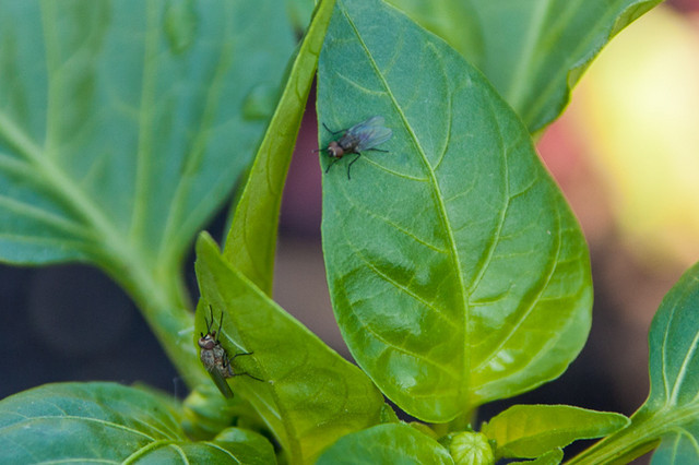 Can you help me ID this bug?
