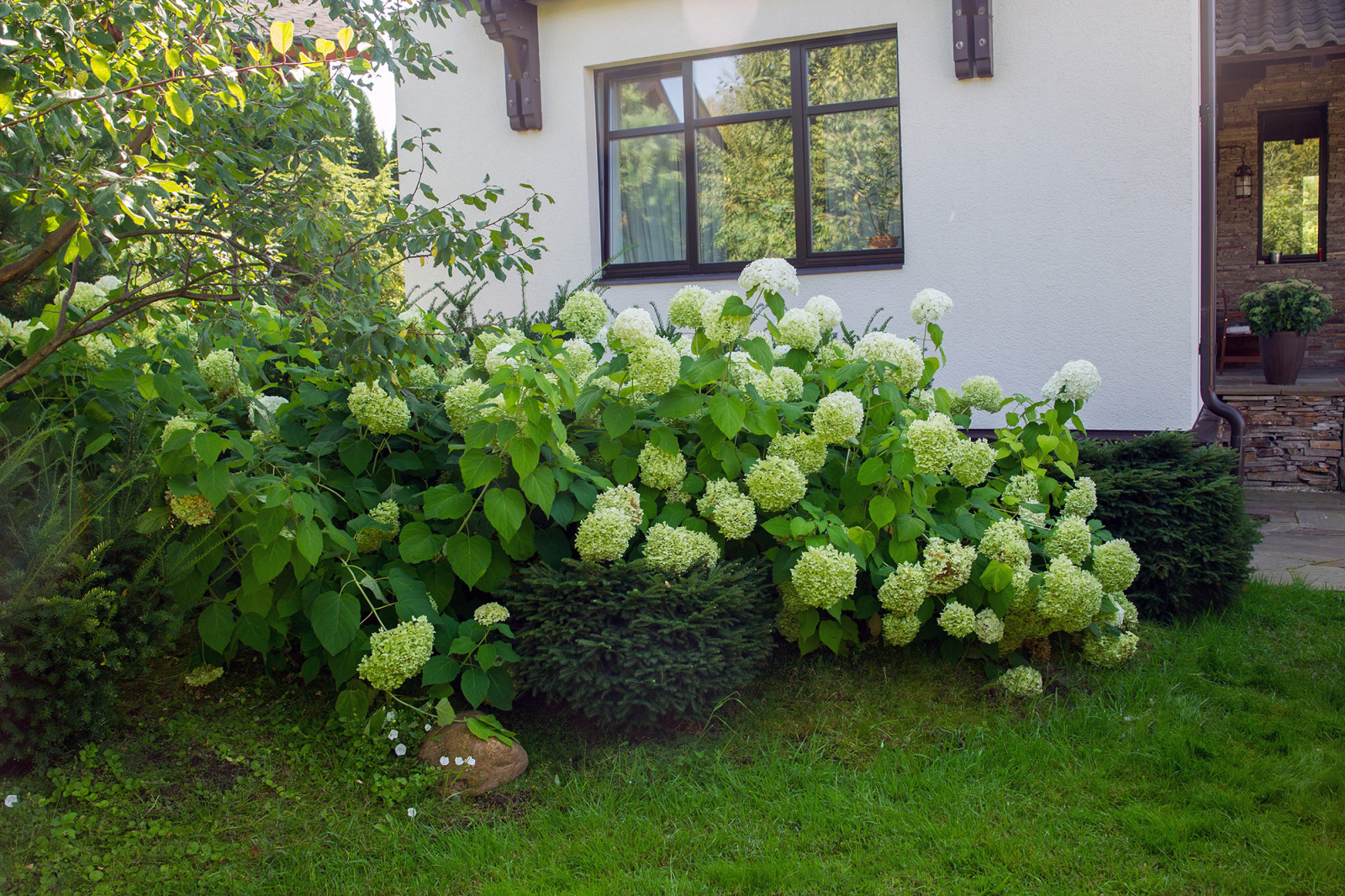 Garden of Elena Astashkina in Moscow Region