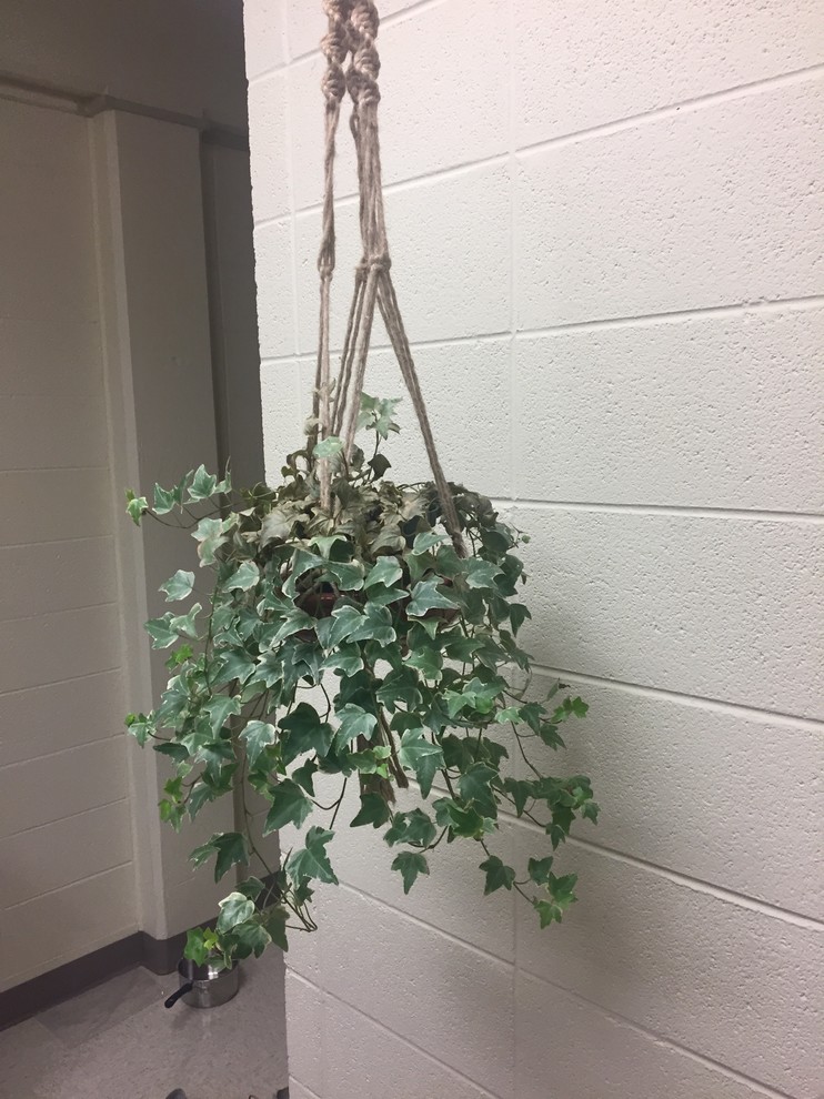 My English Ivy is dying and I don't know why