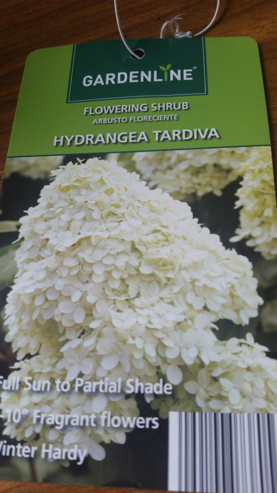 What hydrangea have I got from Aldi?