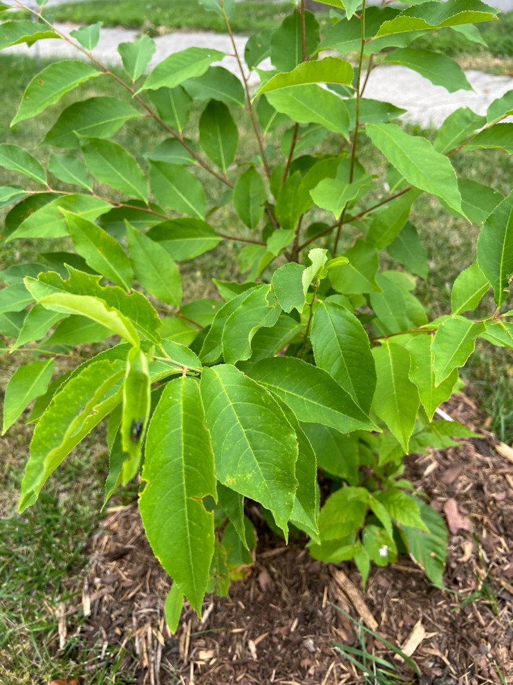 What type of Birch Tree is this?
