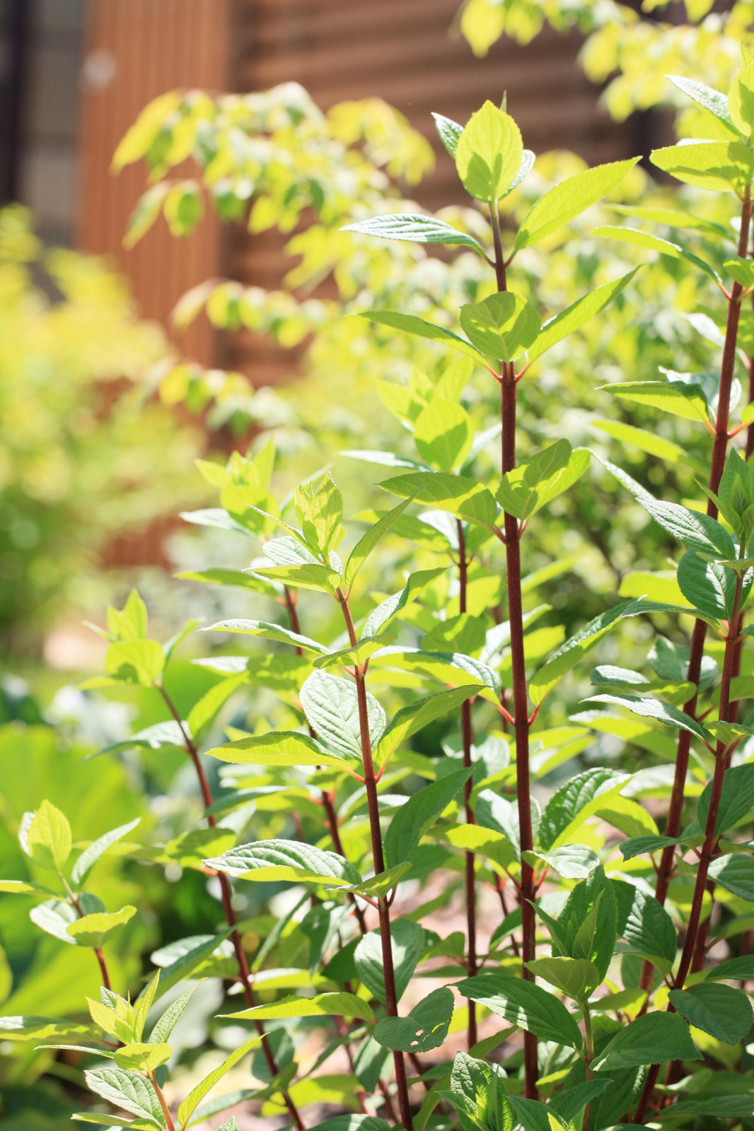 Сад с румянцем