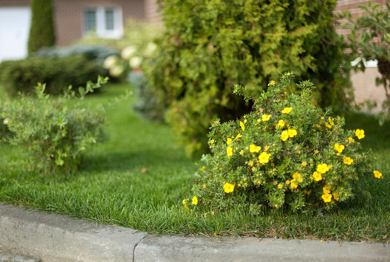 Вавиловец 1