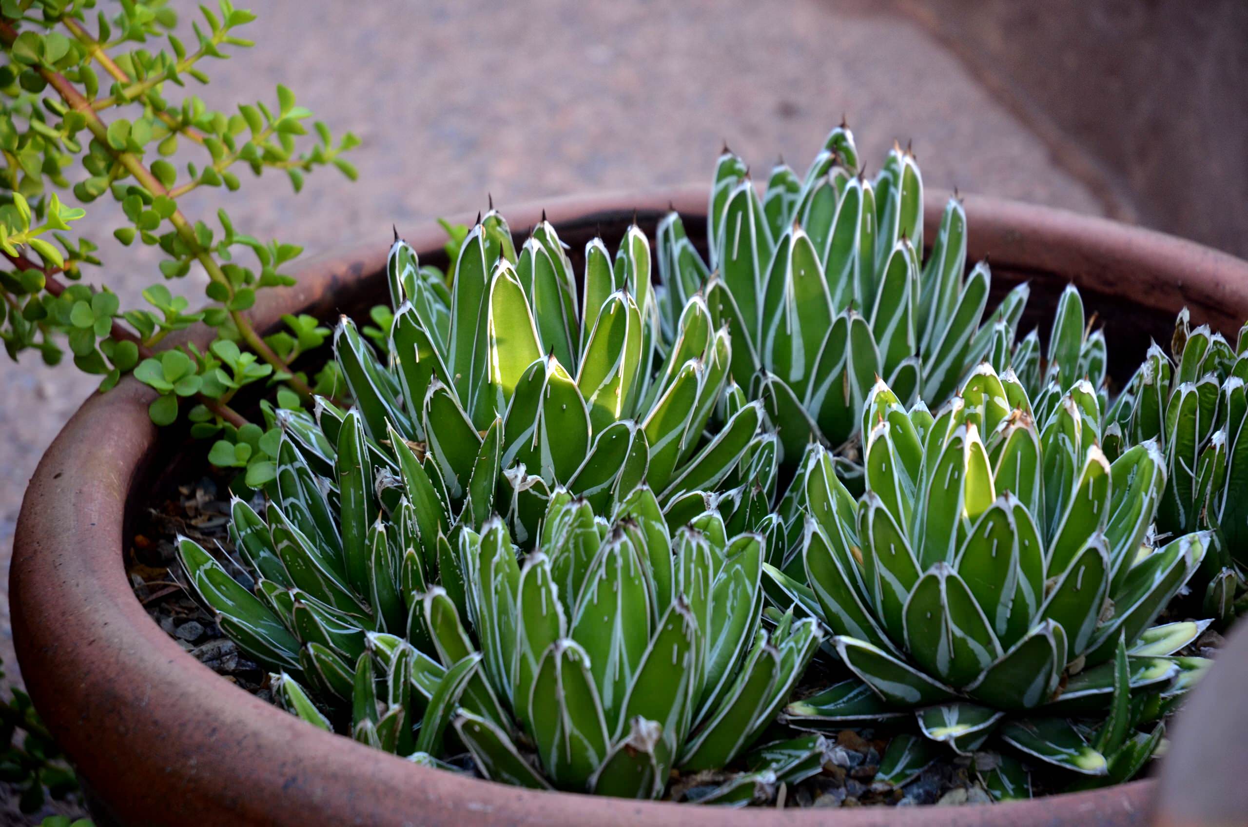 vasco agave Buy Narrow Leaf Agave Phoenix, AZ | A. angustifolia main image 1