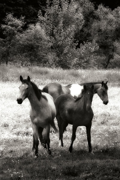Fine Art Photograph, The Horses Three I , Fine Art Paper Giclee