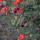 Last commented by Grantgarden2 Zone 5a/b