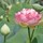 terrie_allen69