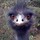 steven_levine