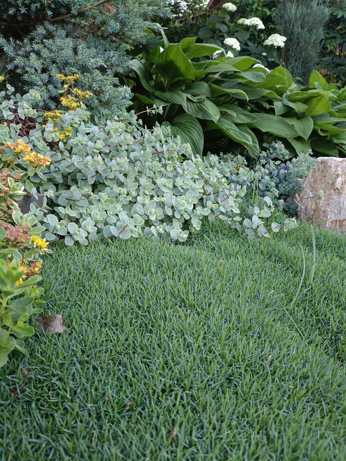 Современный цветник