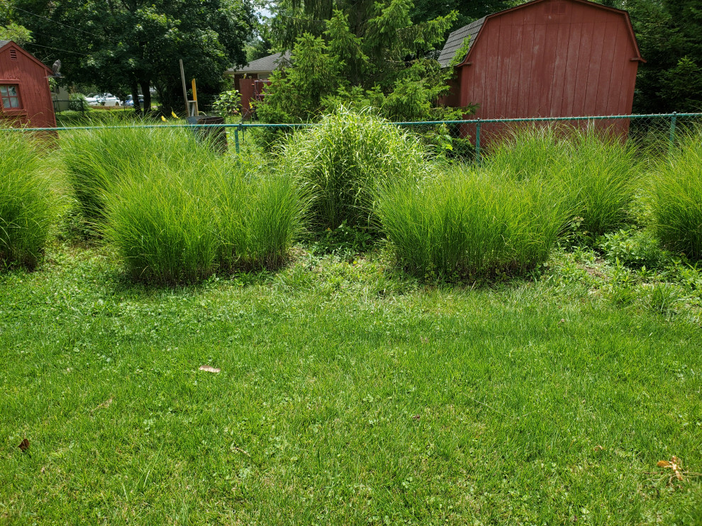 Can I use weedbgon or a similar product around ornamental grasses?