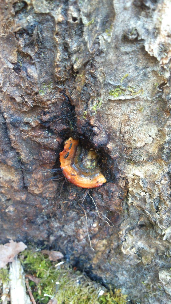 Oak tree oozing black stuff