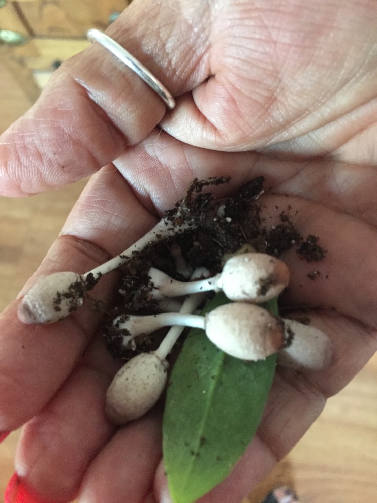 Mushrooms in ZZ plant