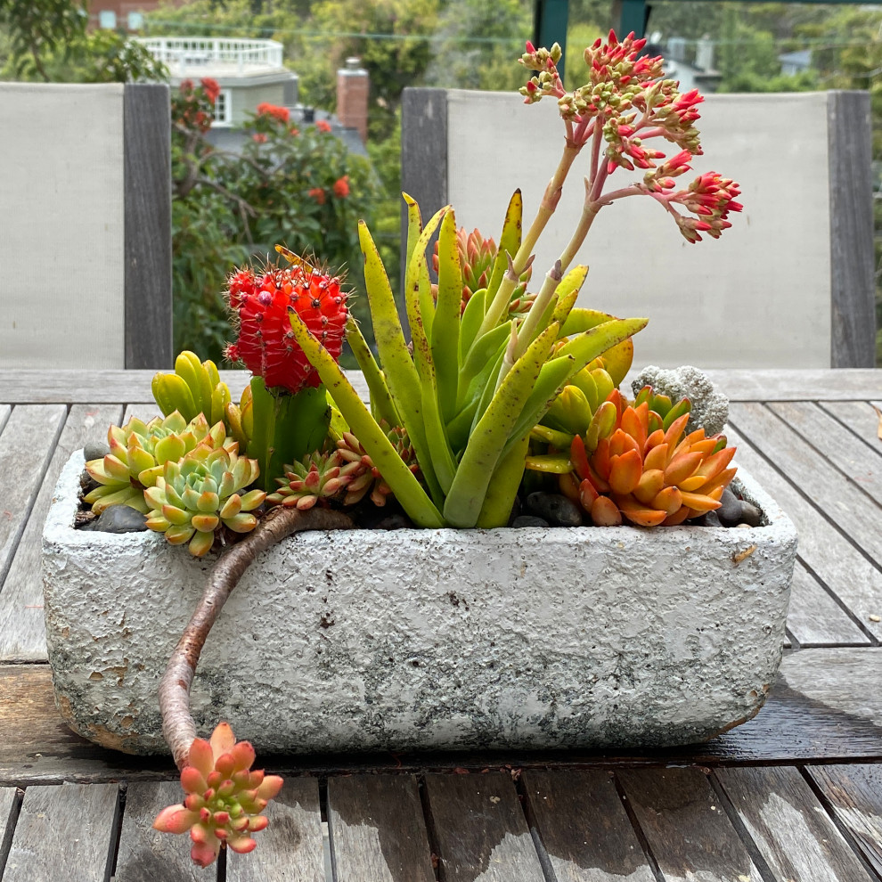 Succulent Walls & Pots