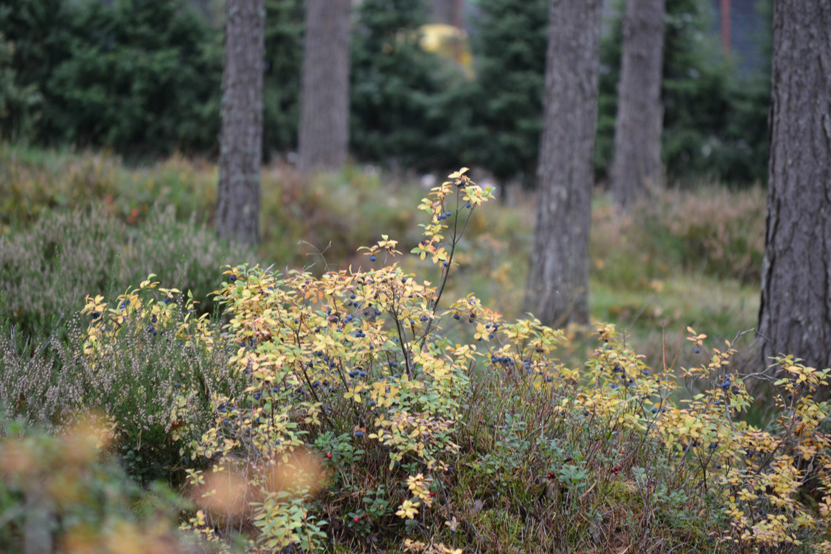 Райт и Ленинградский лес