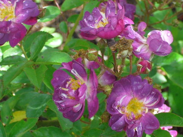 Blue rose