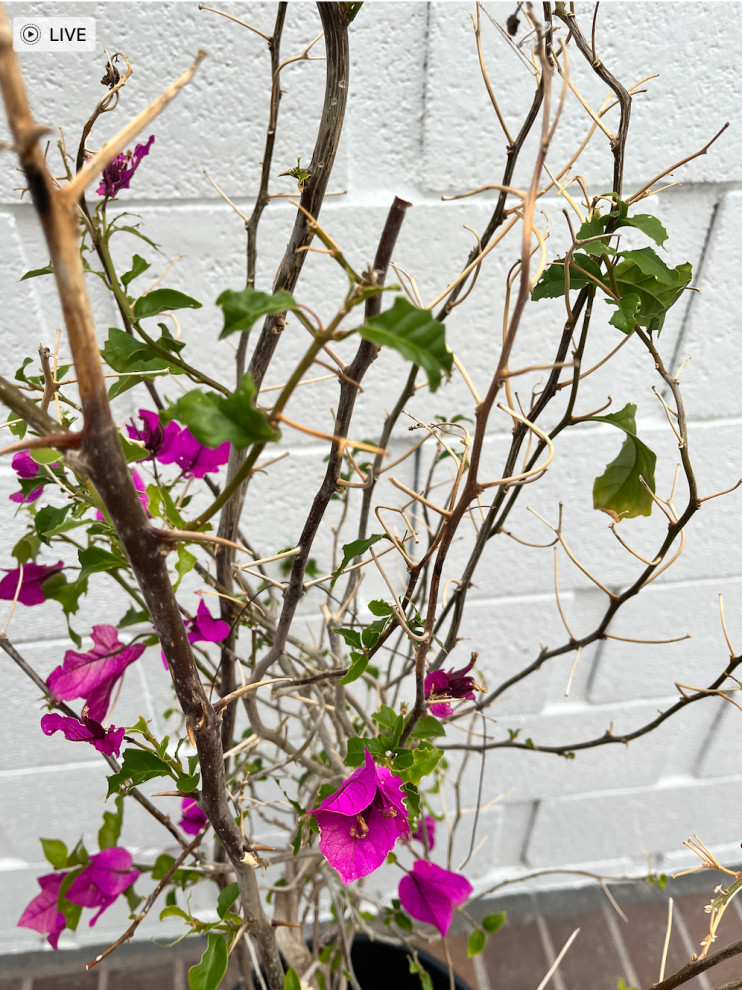 What is eating my bougainvillea?