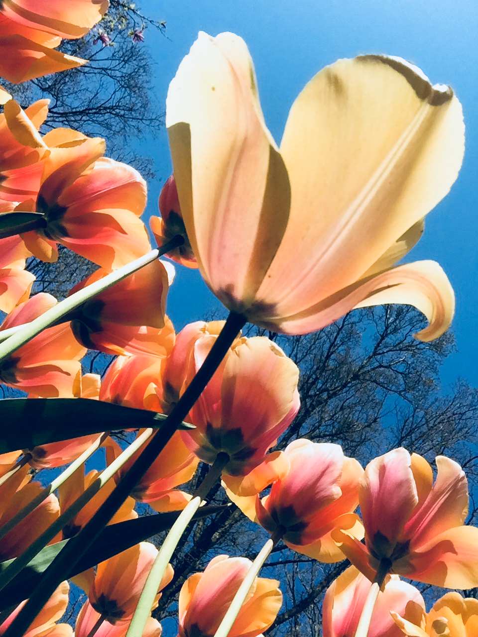 Dutch tulipes