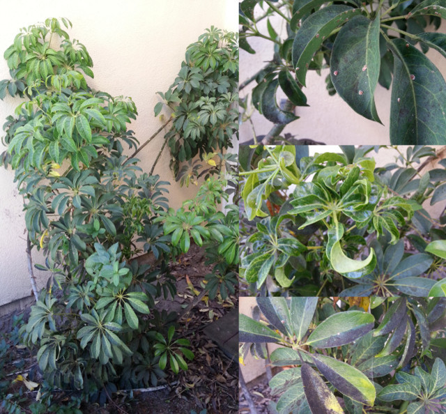 Schefflera scale, soot, curling leaves