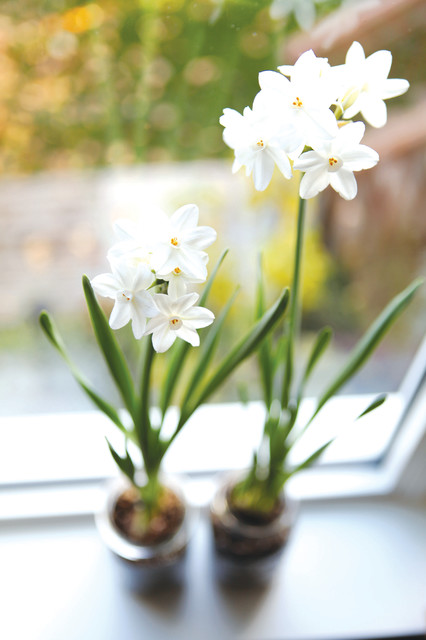 Blumenzwiebeln Im Glas Ziehen Und Verschenken