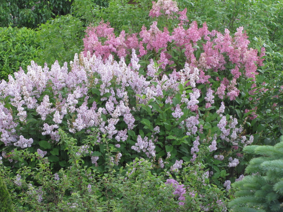 Преображение