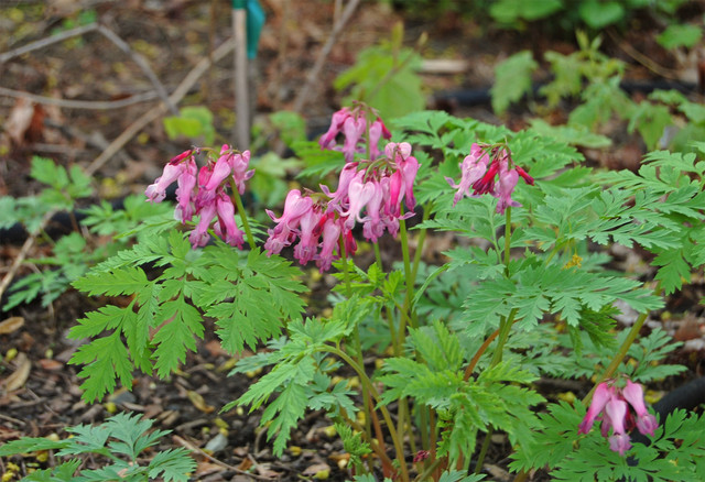 dicentra eximia