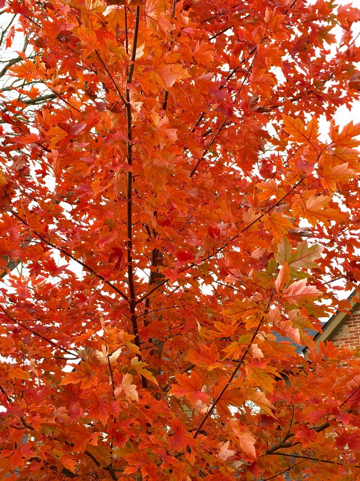 Maples in my garden- bring on the fall show