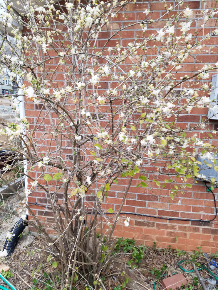 smells like fruit loops