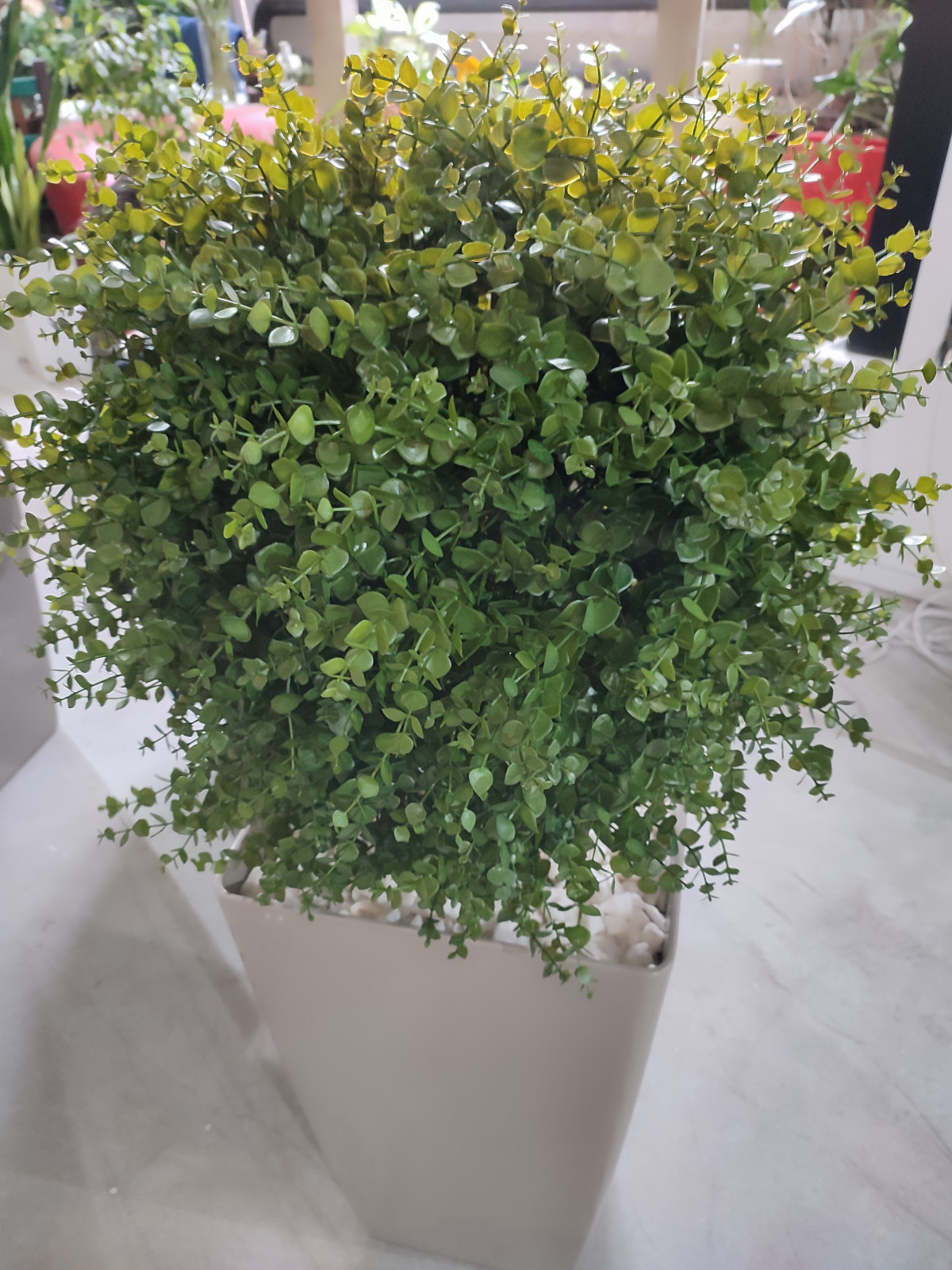 Растения для офисного пространства