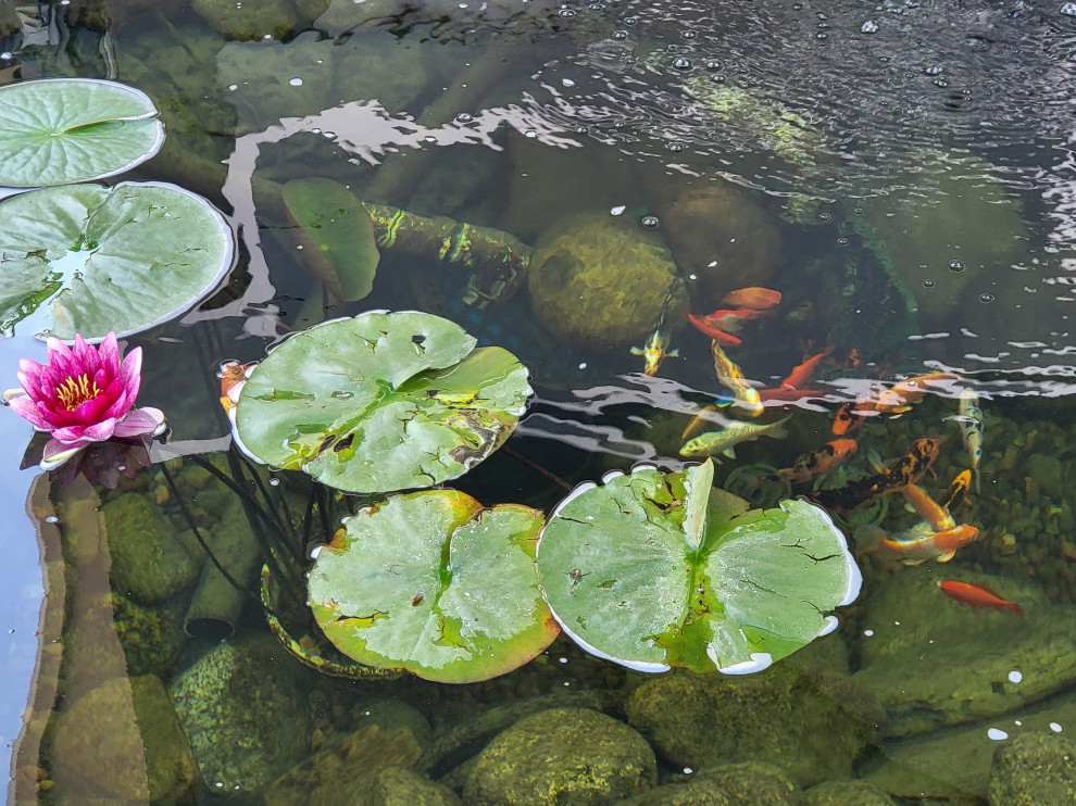 Custom✨ Koi Pond