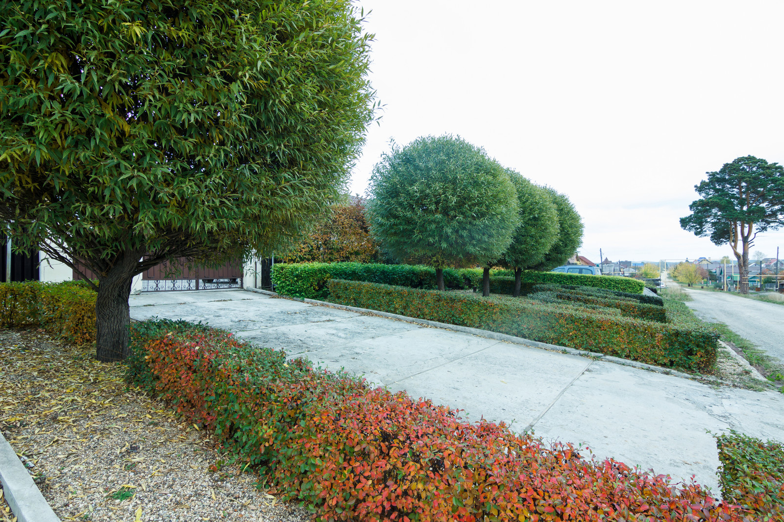 Искусство стрижки и формовки