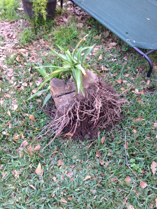 how to get rid of yucca FOREVER?