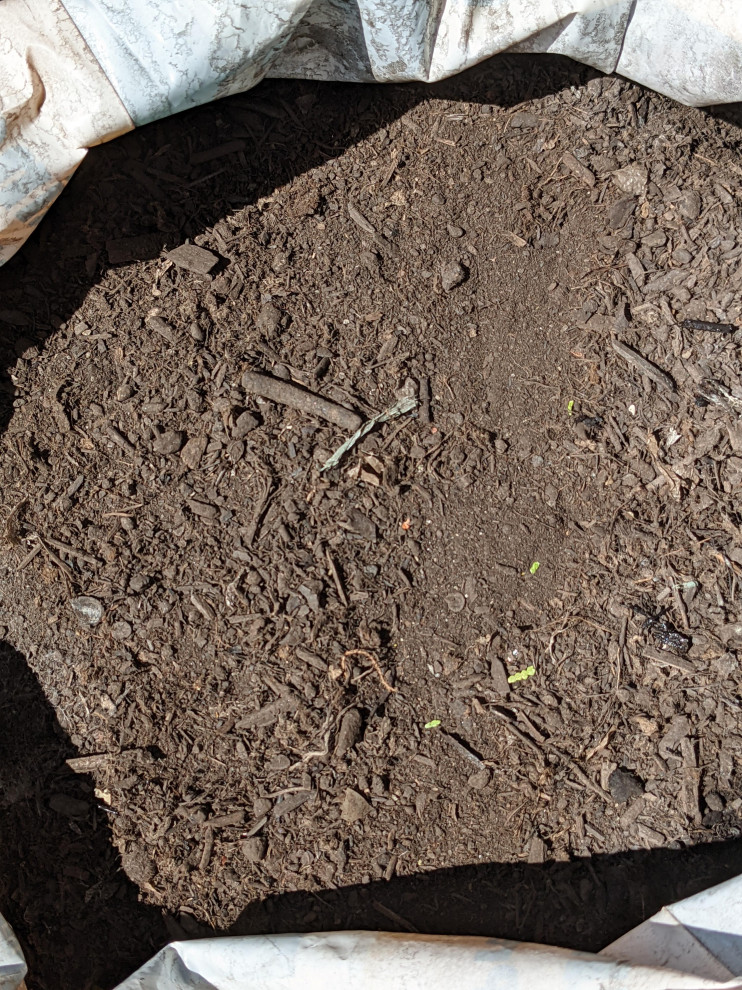 How do you use compost as mulch?