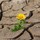gretchen_trafton