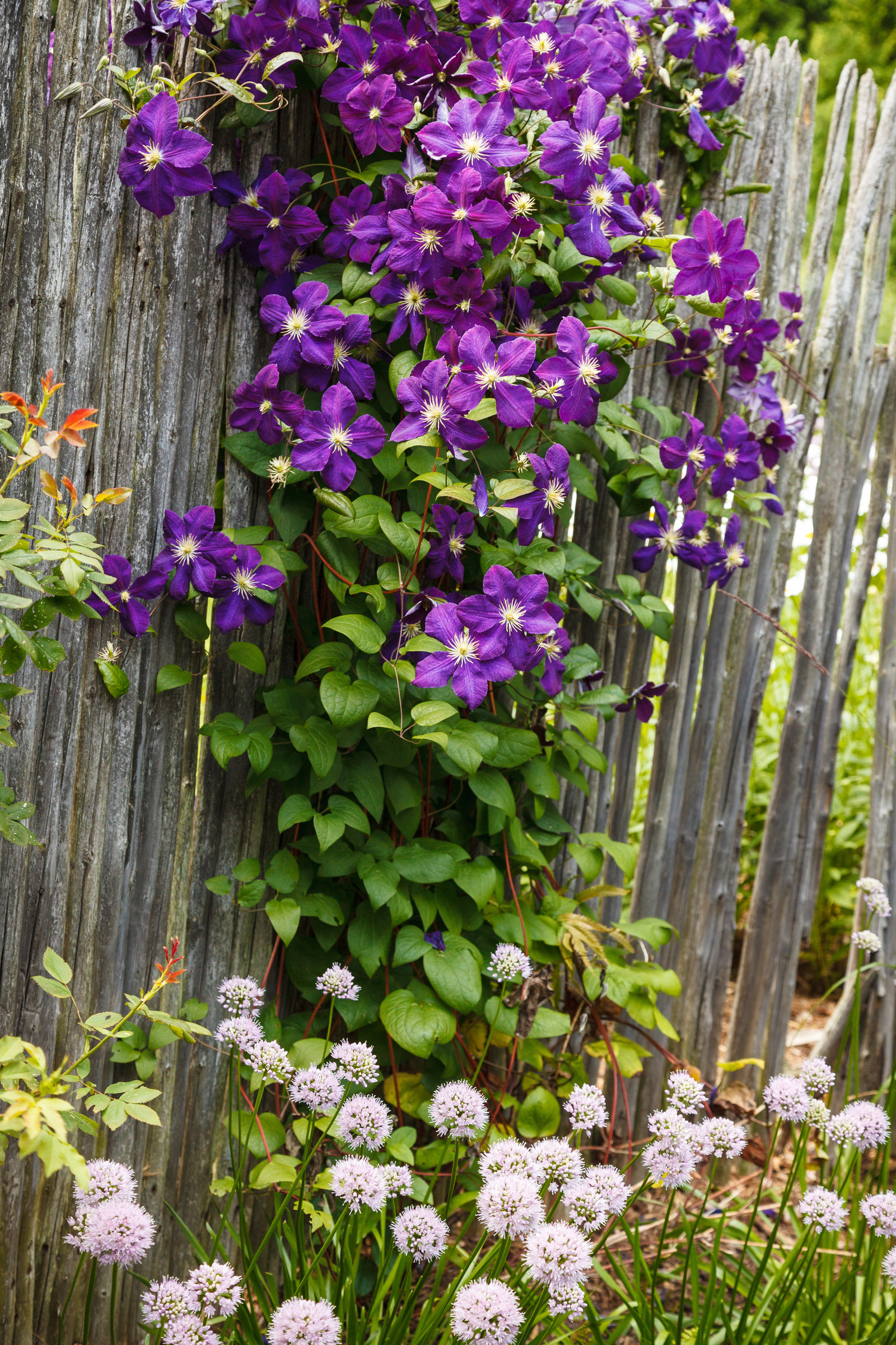 Traditional Backyard Landscape - Fox Point