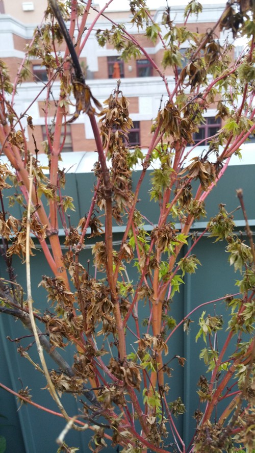 Coral Bark Maple Tree Dying