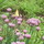 patchworkfarm (z6 CT)