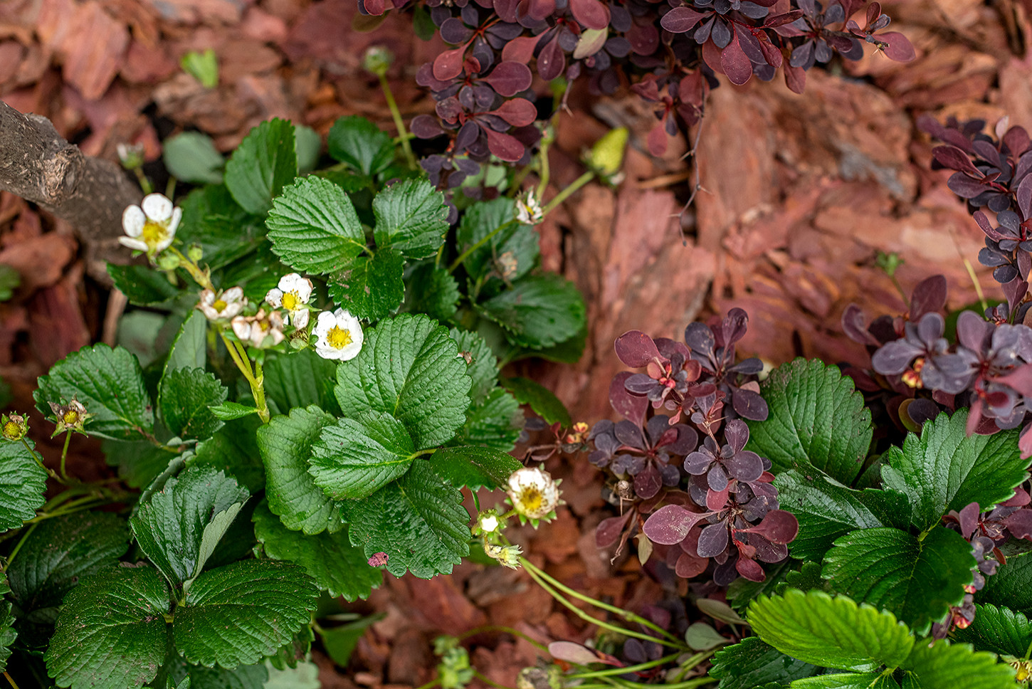"На Дачу" к Татьяне Веденеевой