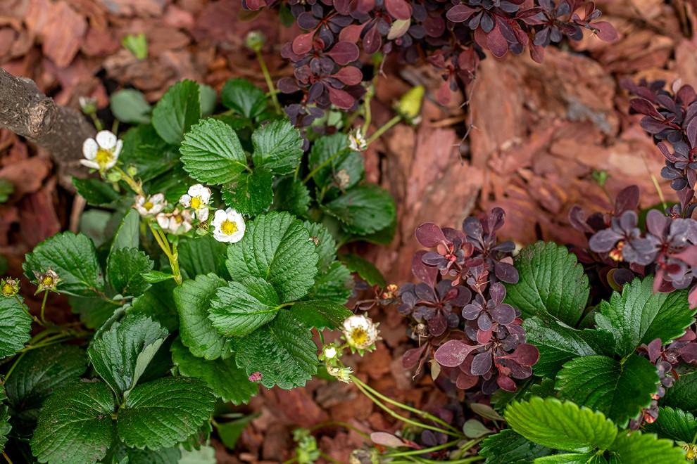 "На Дачу" к Татьяне Веденеевой