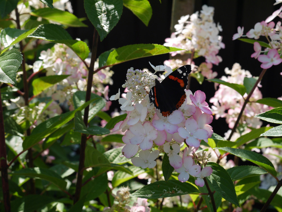 Белоостров