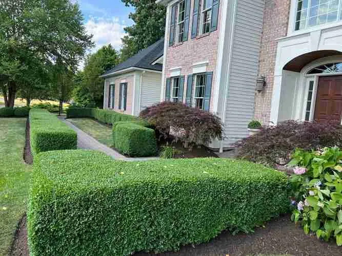 BOXWOOD HEDGES PRUNE WITH SCISSORS NOT POWER TOOLS BY PETER ATKINS AND ASSOCIATES