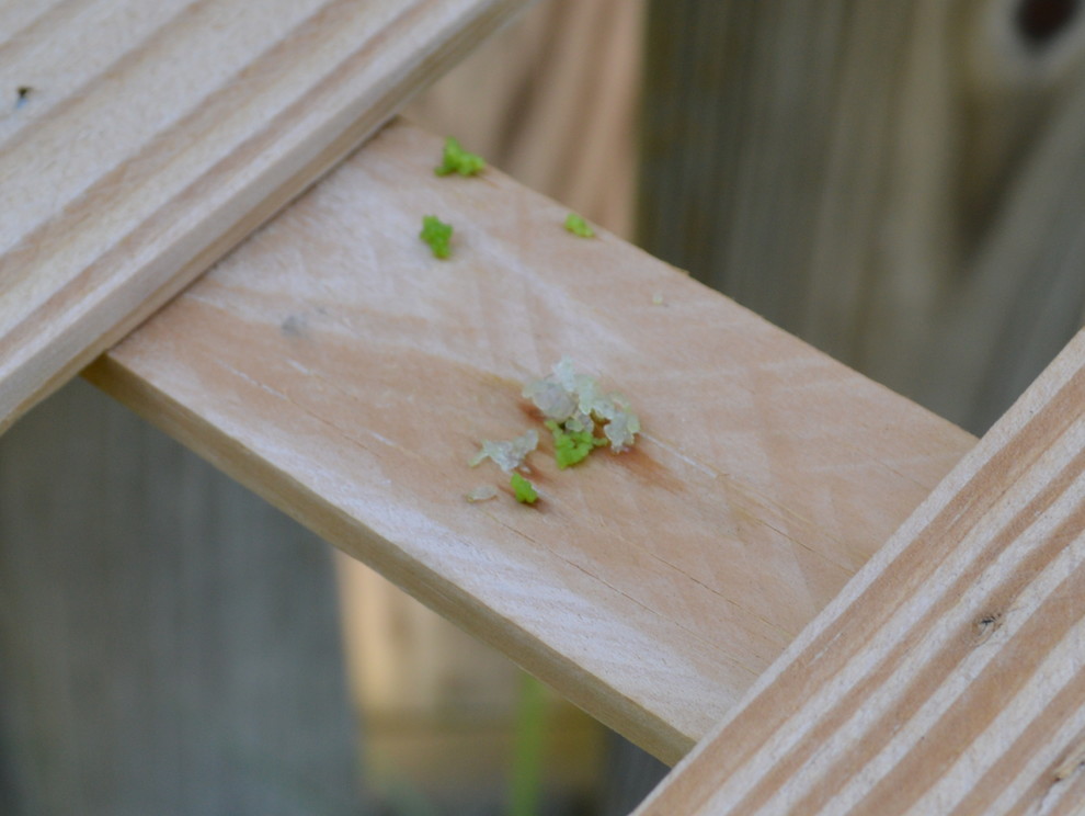 What is this green "poop" coming from my cucumber plant?