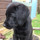 ruby_galley