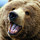 A Bear