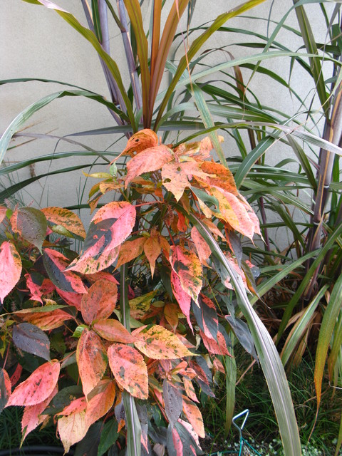 debora carl landscape design contemporary-garden