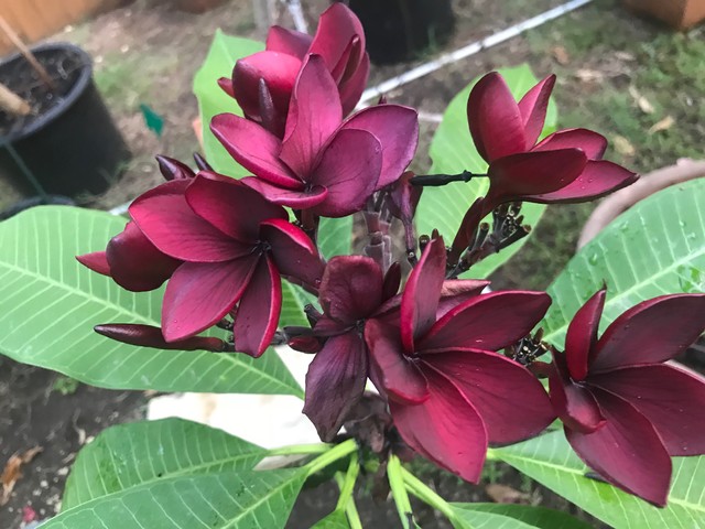 Back Ruby 