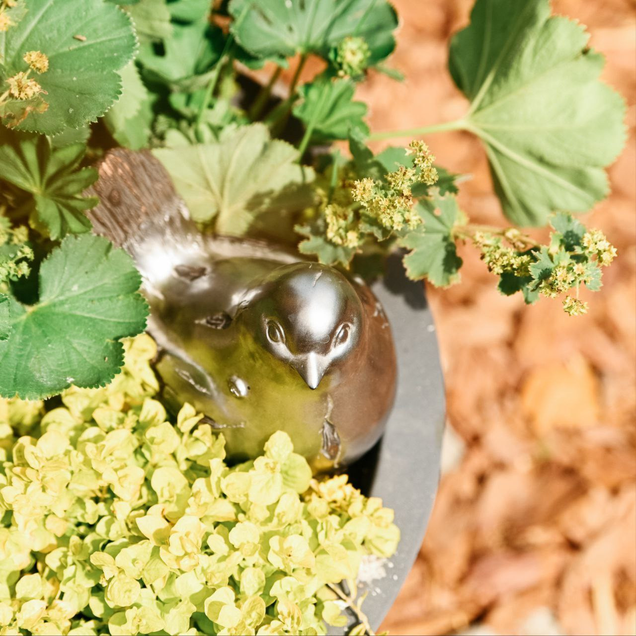 Выставочный сад Фестиваль Зелёная Комната в Калининграде "Другой сад"