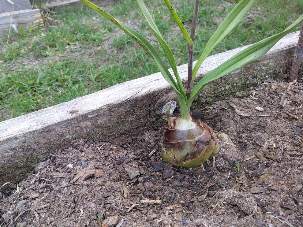 A strange onion like plant in my vegetable garden