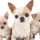 anne_chihuahua