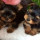 kellie_staffen