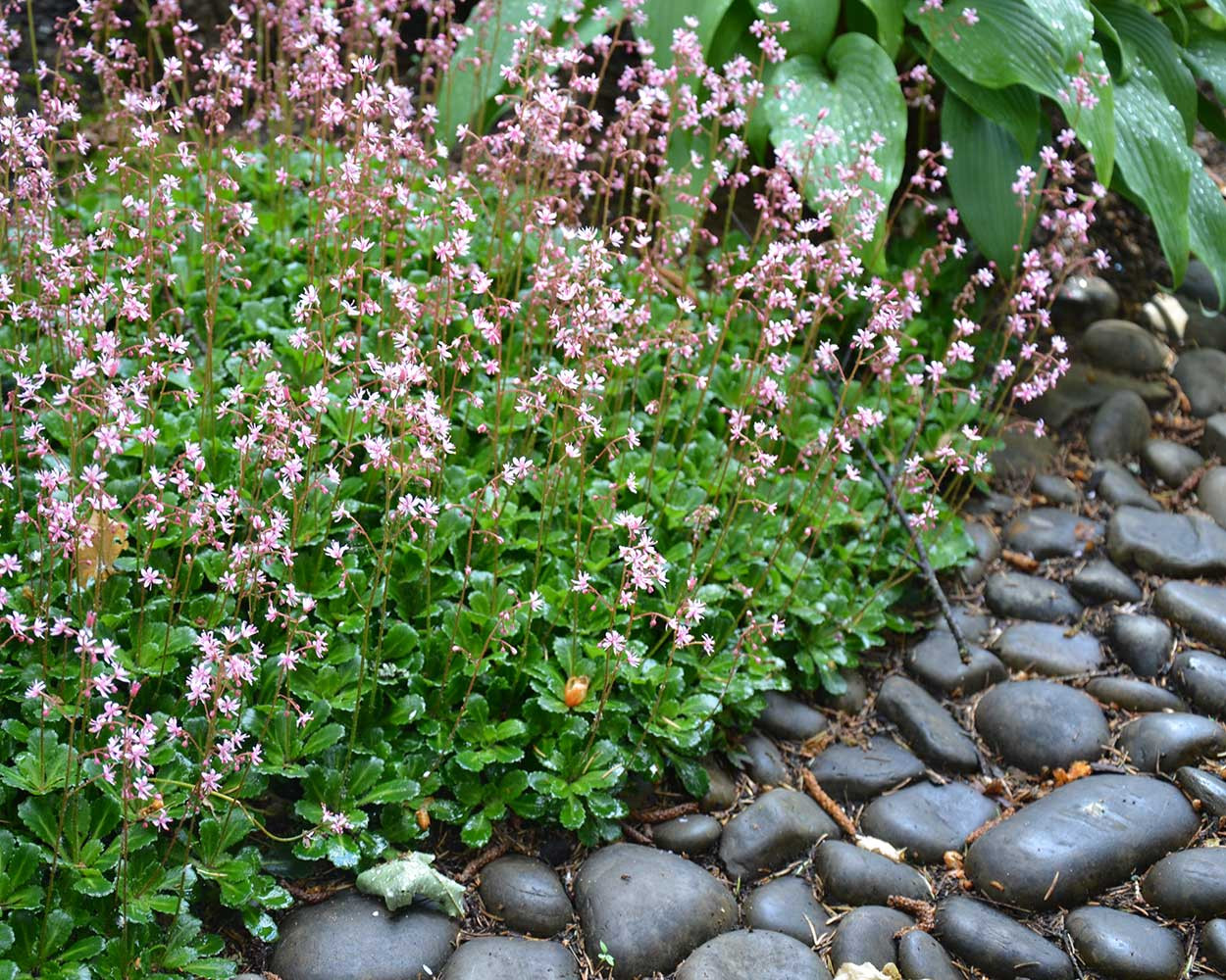 Сад с японским характером в КП Ландшафт